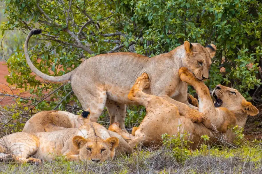 🕓From Kilifi, Watamu, Malindi: Tsavo East Day Safari