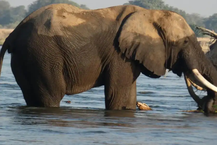 🕓From Livingstone: Chobe National Park Safari& Rhino Walk