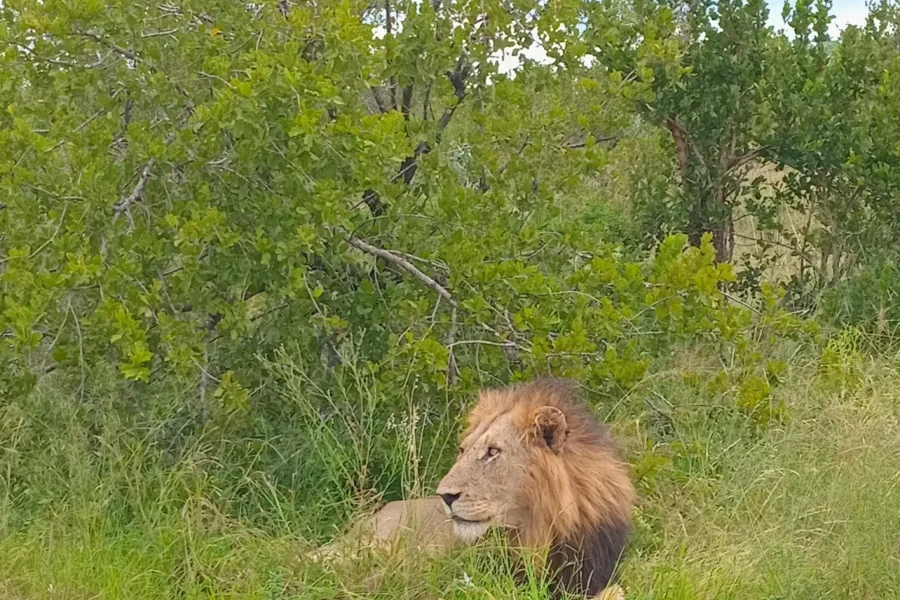 🕓From Maputo: 2-Day Kruger Safari with Guided Bush Walk