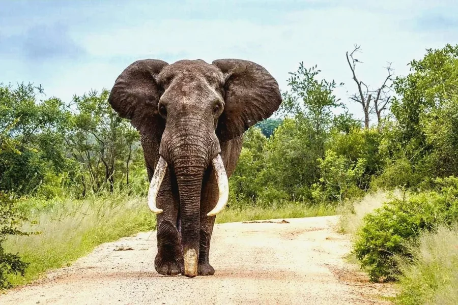 🕓From Maputo: Special Reserve Safari with Ponto do Ouro Visit