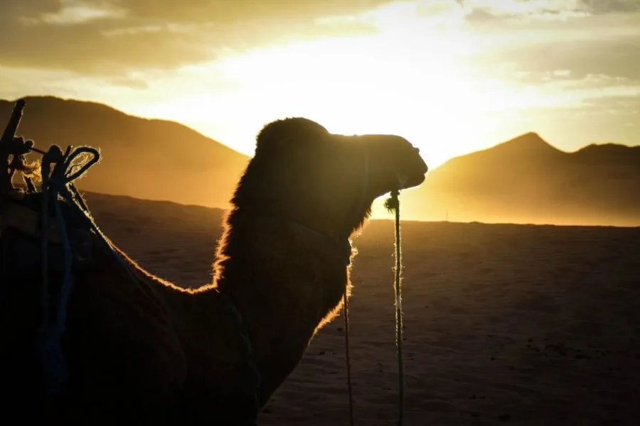 🕓From Marrakech: 2-Day Desert Excursion