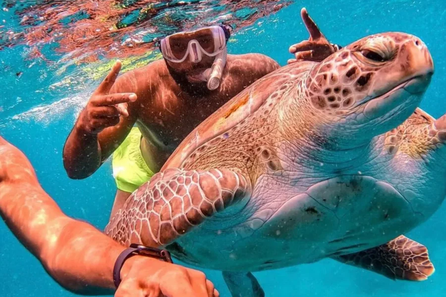 🕓From Mindelo: São Vicente's Enchanting Sea Turtle Snorkeling