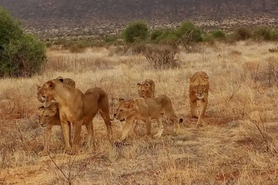 🕓From Mombasa: Tsavo National Park Full-Day Group Trip