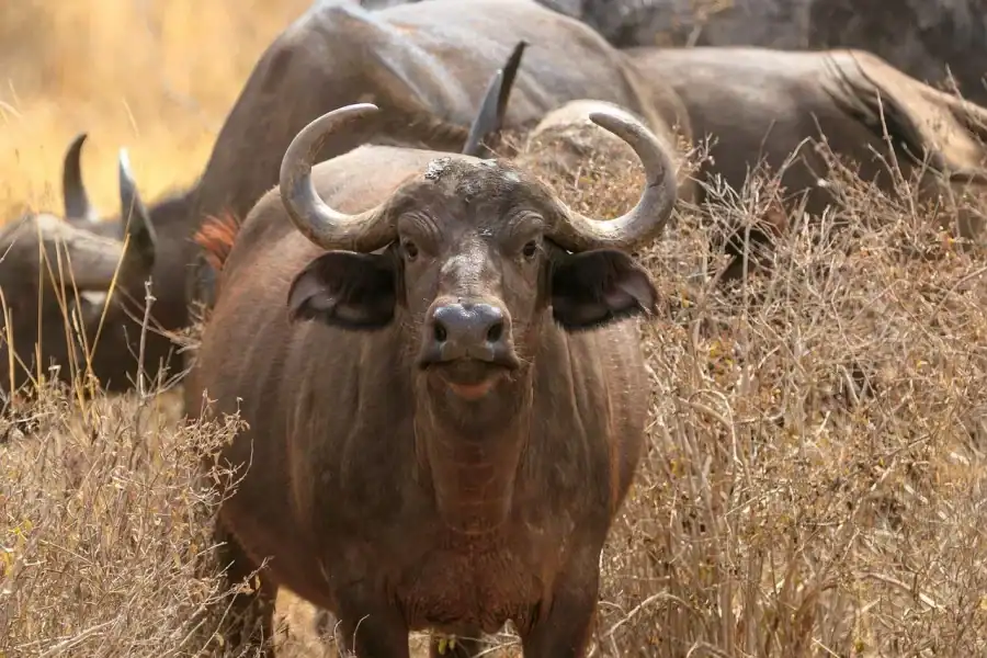 🕓From Mombasa/Diani: Tsavo East National Park Day Trip