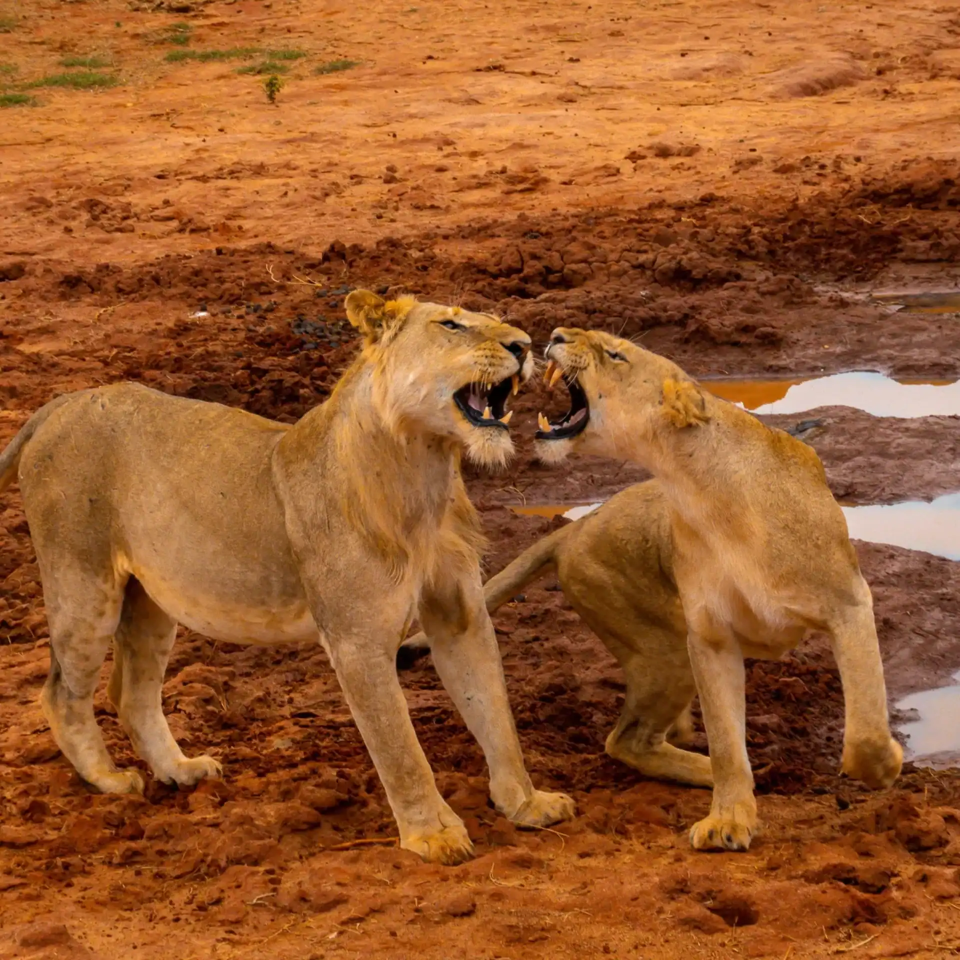 🕓From Mombasa/Mtwapa/Diani/Tiwi: Tsavo East Full-Day Safari