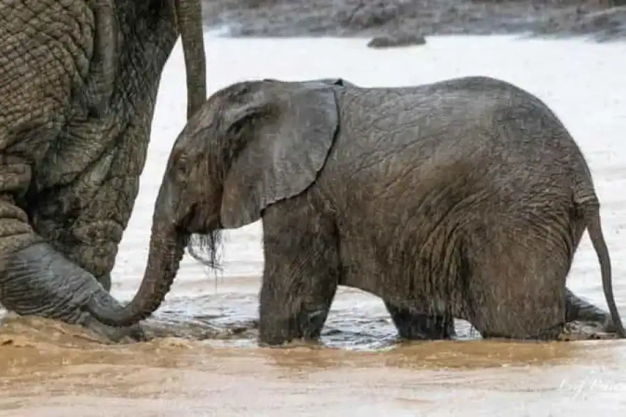 🚸From Nairobi: 2-day Aberdare National Park Safari