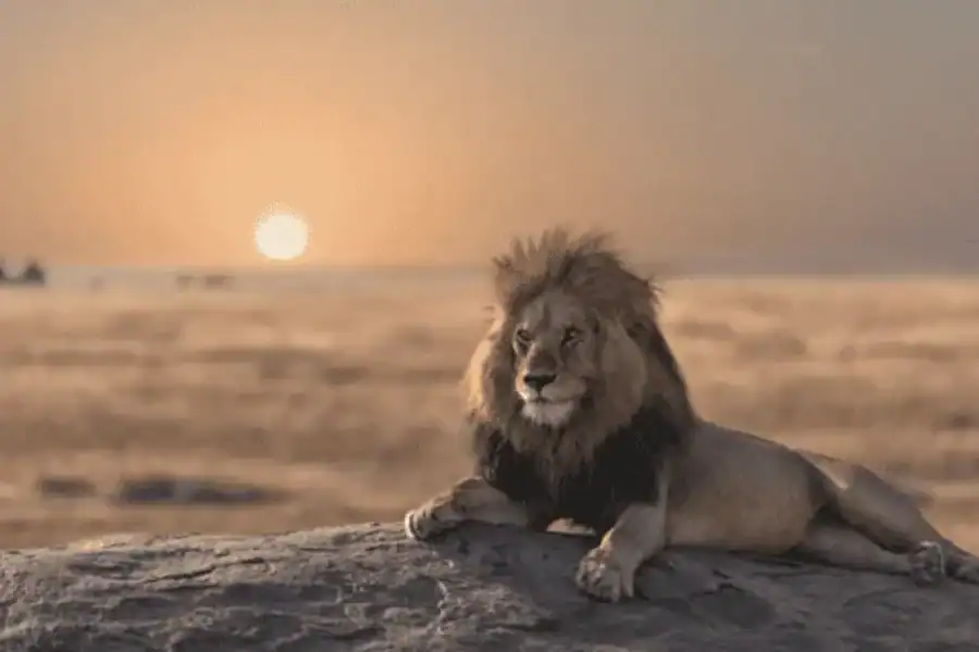 🚸From Nairobi: 2-day Masai Mara Private Safari With Meals