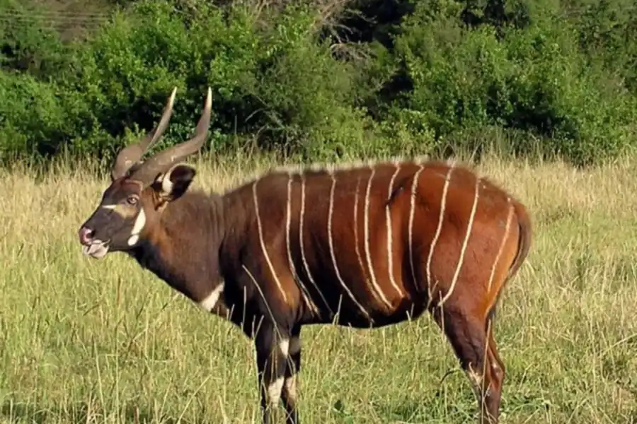🕓From Nairobi: 3-Day Aberdare and Meru National Park Safari