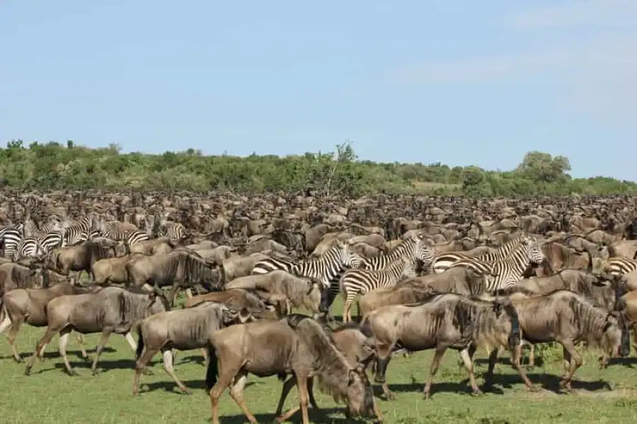 🚸From Nairobi: 3-day Masai Mara Wildebeest Migration Safari