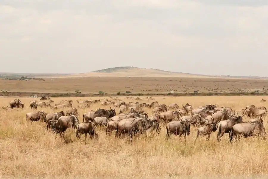 🕓From Nairobi: 3 Days, 2 Nights Maasai Mara Private Safari