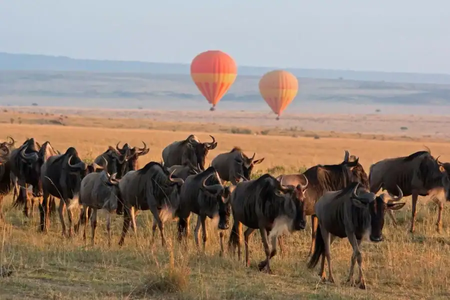 🕓From Nairobi: 3 Days Maasai Mara Group Safari in 4WD Jeep