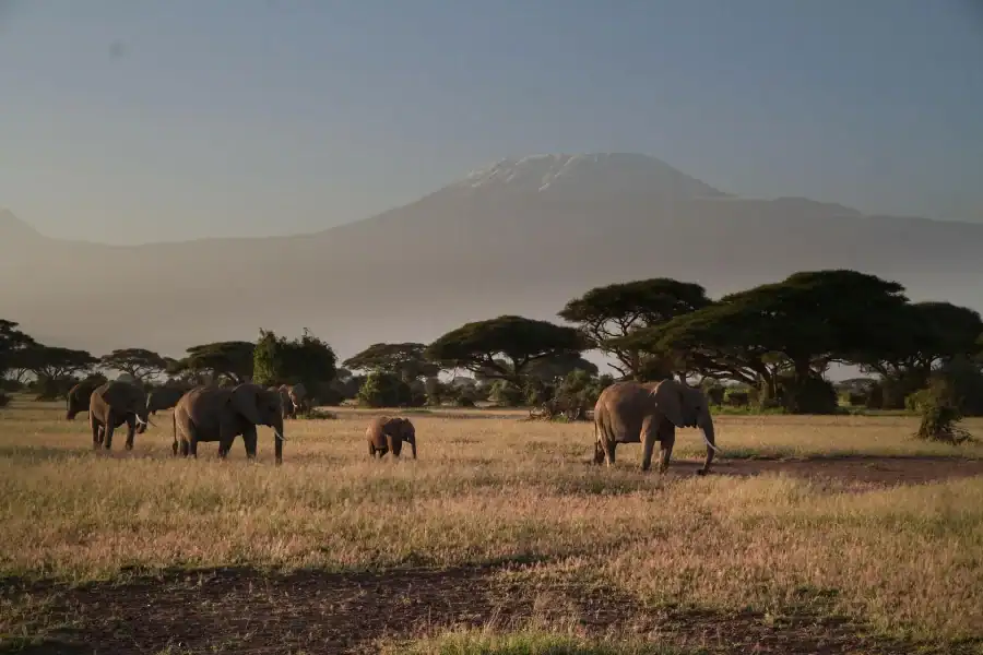 🕓From Nairobi: 7-Day Kenya Safari Trip with Meals& Transport