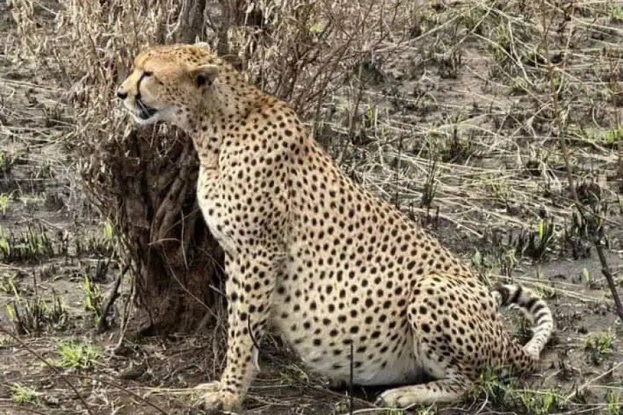 🚸From Nairobi; Amboseli 2 Days 1 Night Private Tour