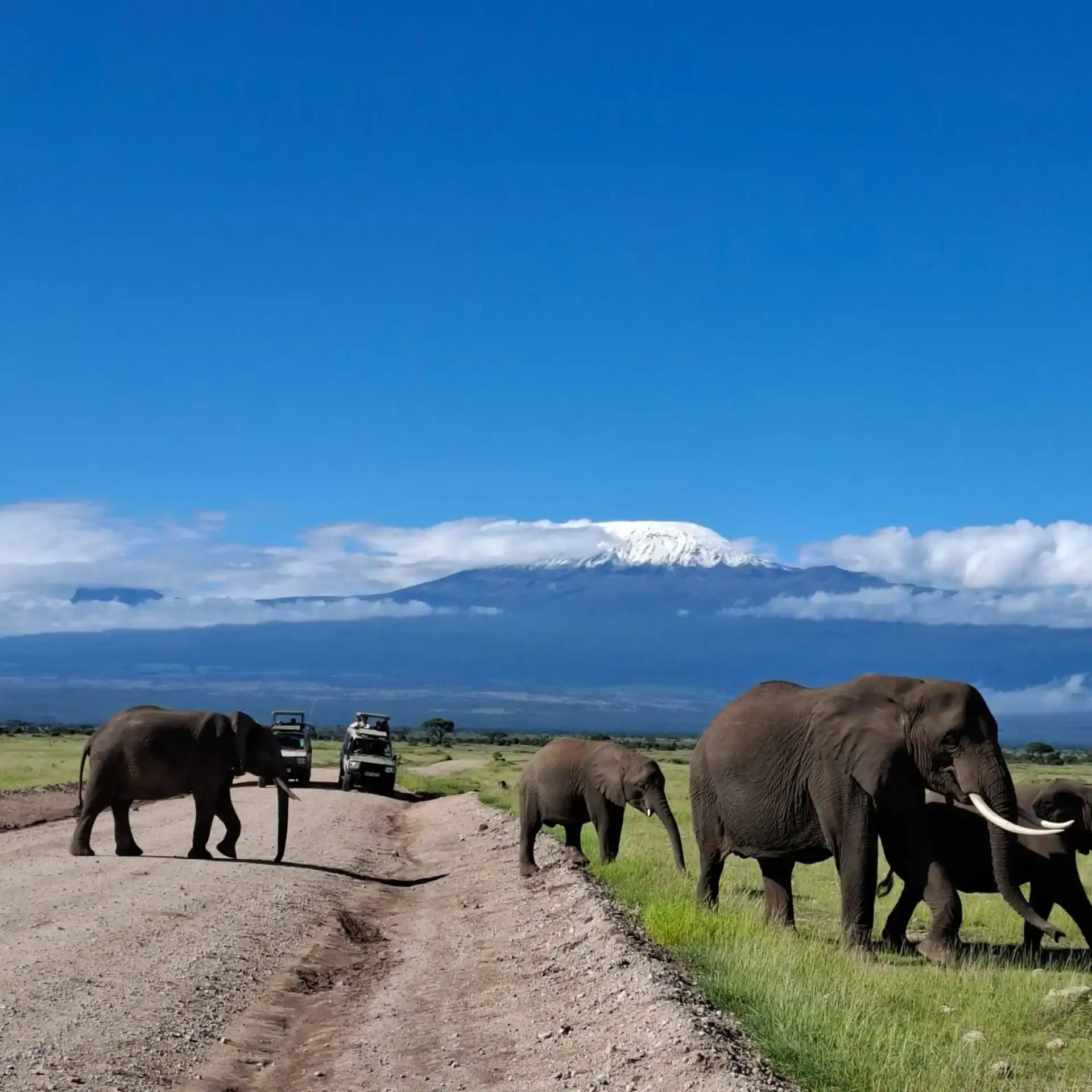 🕓From Nairobi: Amboseli National Park Day Trip& Game Drive