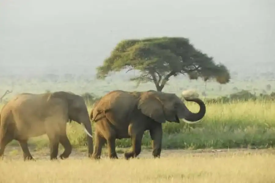 🚸From Nairobi: Amboseli National Park Day Trip & Game Drive