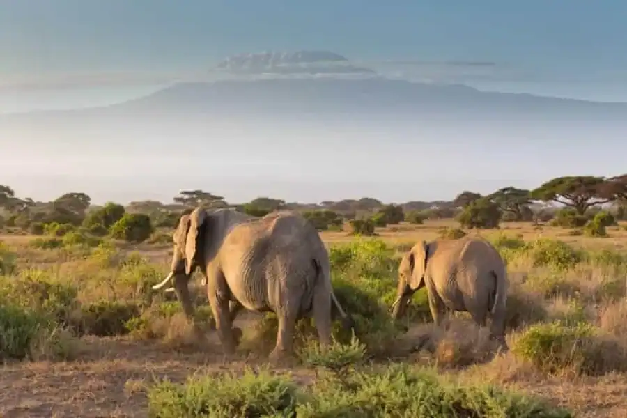 🚸From Nairobi: Amboseli National Park Guided Tour