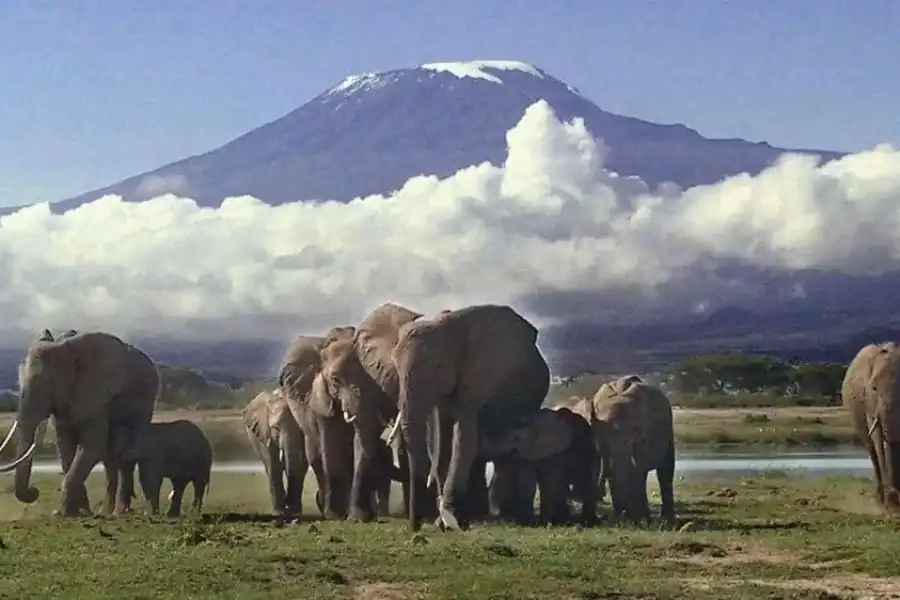 🕓From Nairobi: Amboseli National Park Safari with Lunch