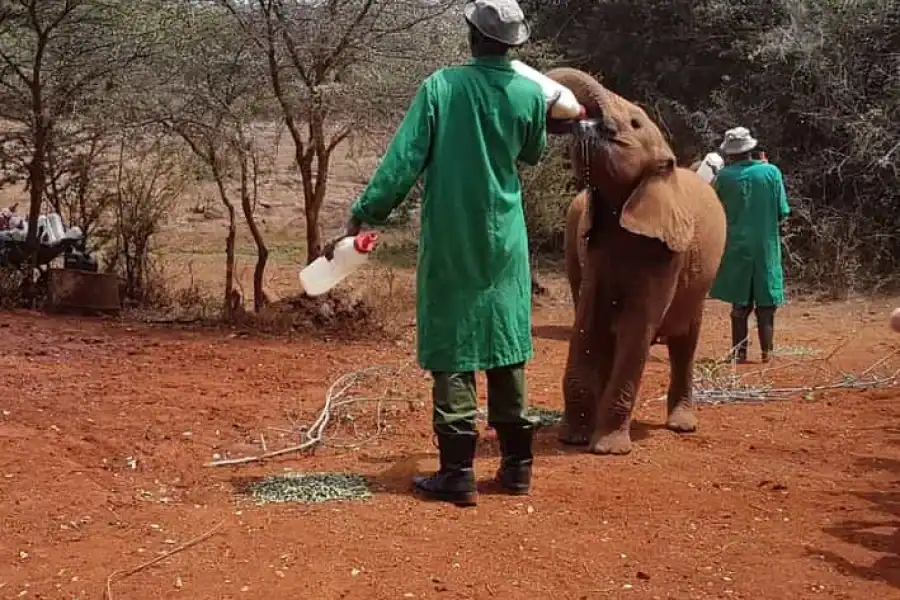 🚸From Nairobi: David Sheldrick Elephant Orphanage Tour