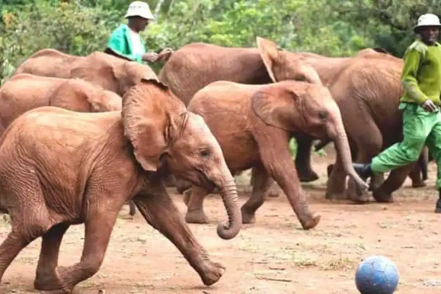 🚸From Nairobi: Elephant Orphanage And Giraffe Center Day Trip