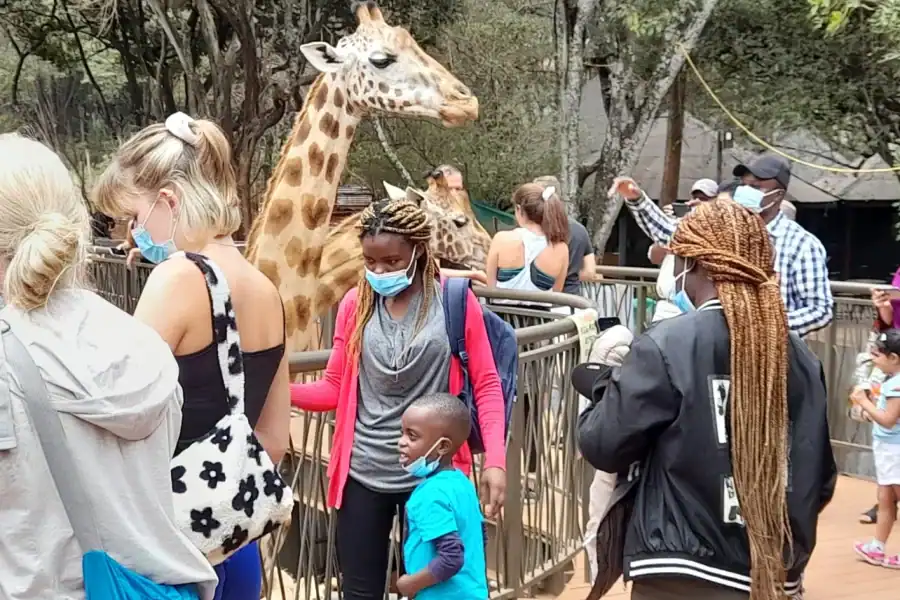 🕓From Nairobi: Elephant Orphanage and Giraffe Center Tour