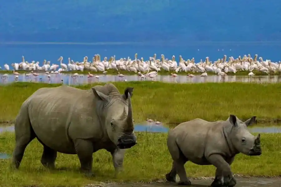 🚸From Nairobi: Guided Nakuru Lake National Park Day Trip