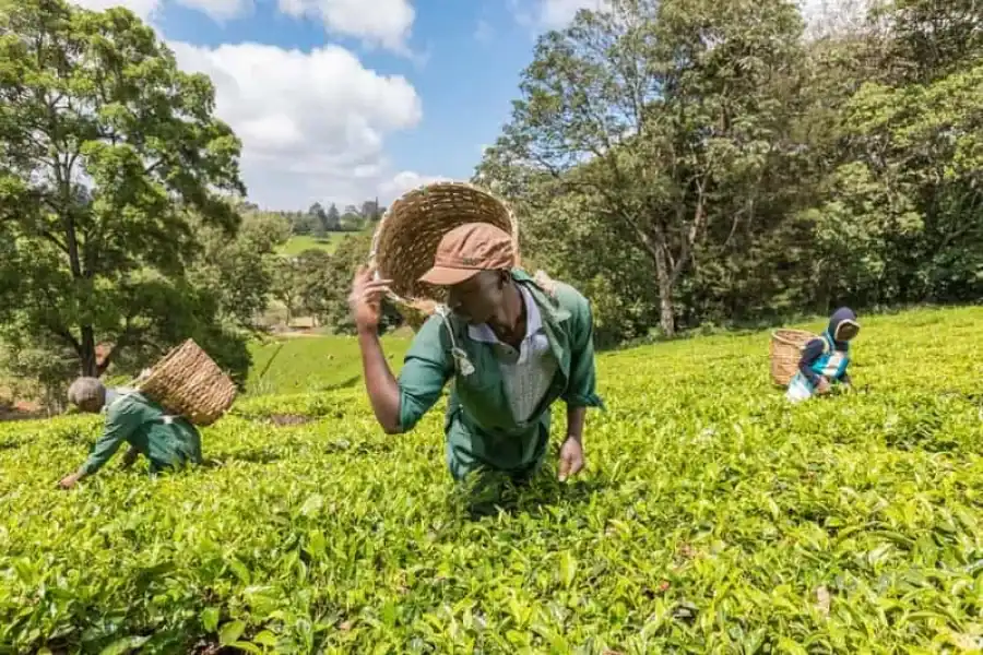 🚸From Nairobi: Kiambethu Tea Farm Tour & Lunch