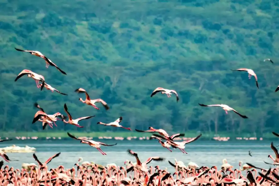 🕓From Nairobi: Lake Nakuru National Park Private Jeep Safari