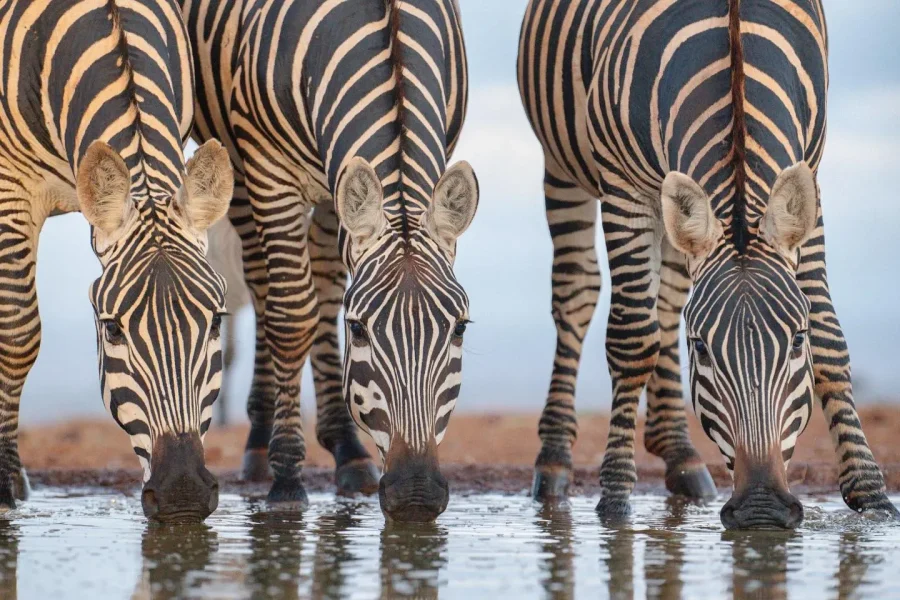 🕓From Nairobi: Lake Nakuru National Park Safari Tour