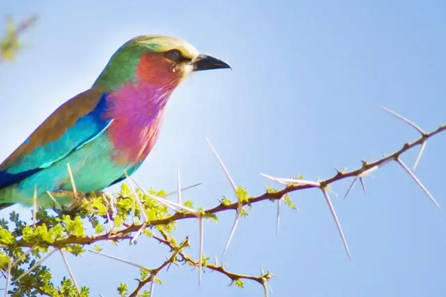 🕓From Nairobi: Lake Turkana and Marsabit National park
