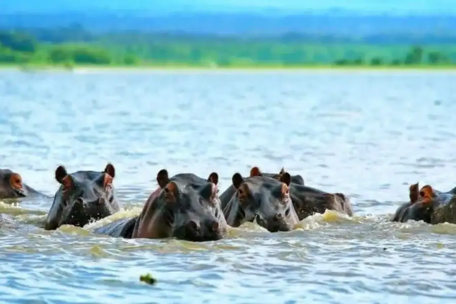 🕓From Nairobi: Lakes Nakuru& Naivasha National Park Day Tour