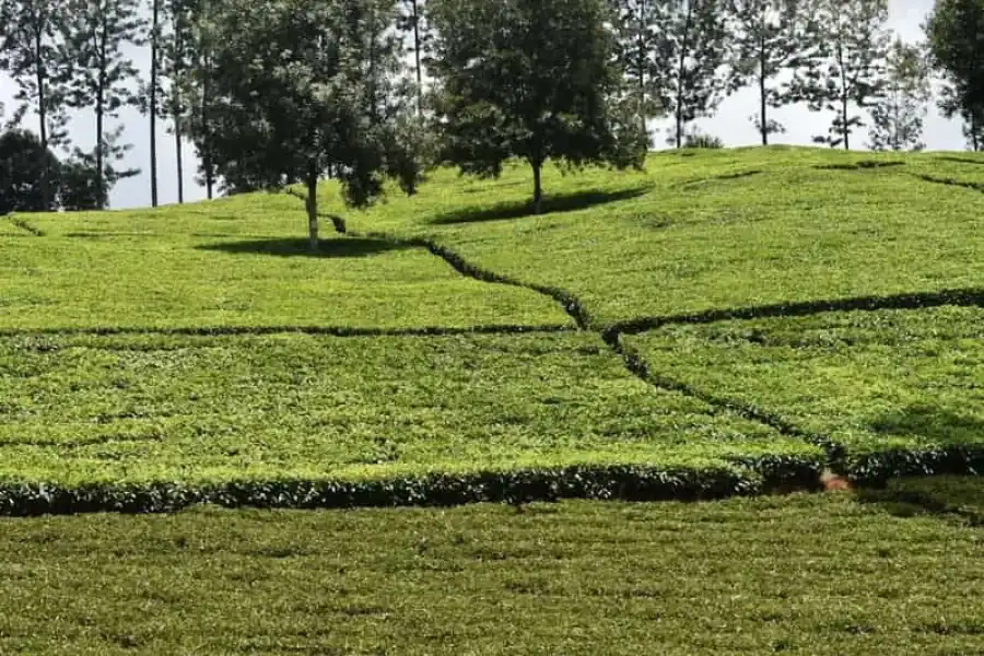 🚸From Nairobi: Purple Tea Farm Private Half-day Tour