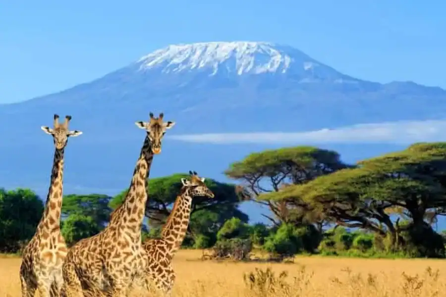 🚸From Nairobi To Amboseli: 2 Days 1 Night Private Safari