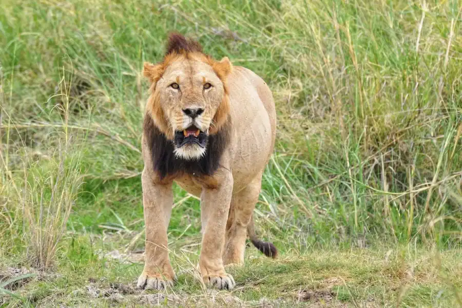 🕓From Nairobi to Diani: 9-Day Bush and Beach Safari Adventure