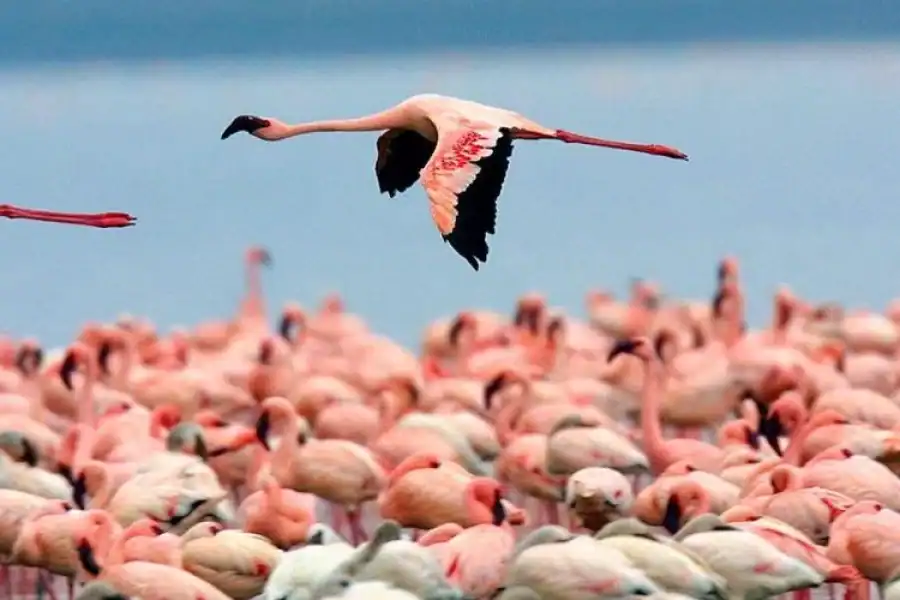 🕓From Nakuru: Lake Nakuru National Park Safari with Pickup