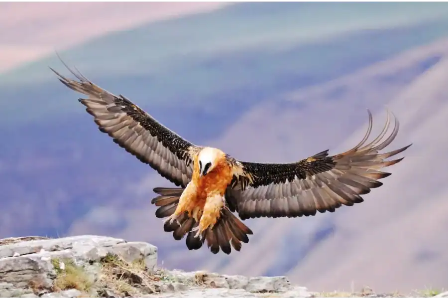 🕓From Underberg: Sani Pass Birding Tour with Birding Guide