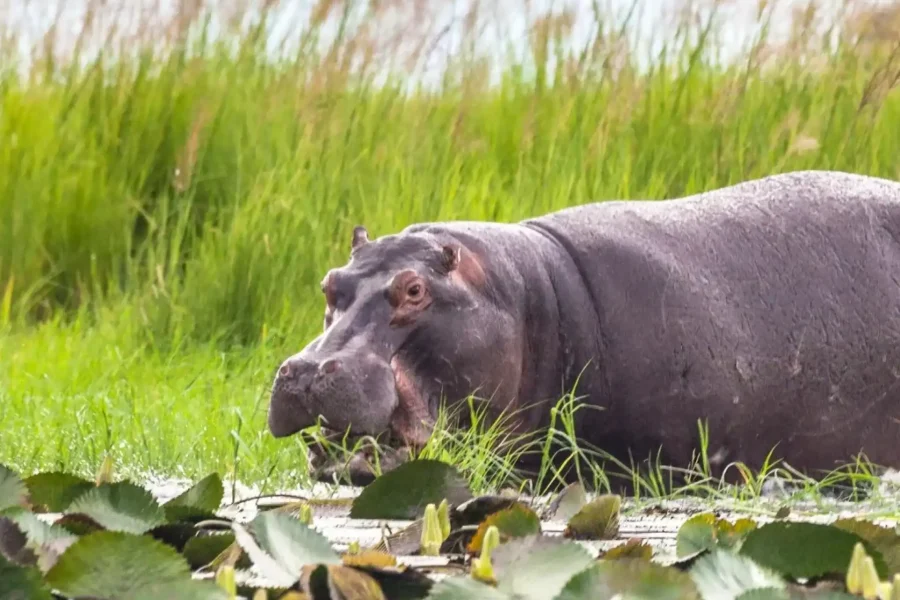 🕓From Victoria Falls: Chobe Half Day Game Drive