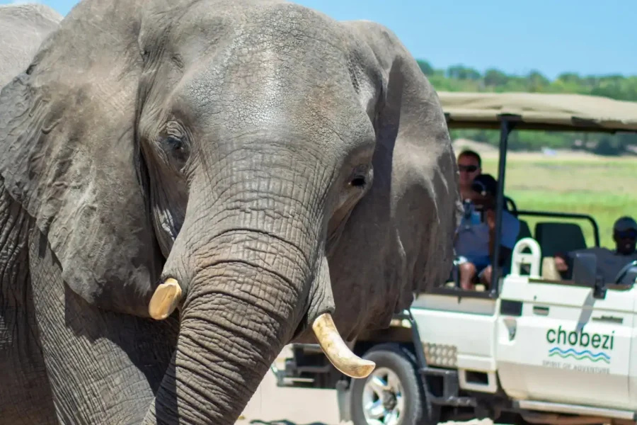 🕓From Victoria Falls: Full Chobe Day trip to Chobe, Botswana