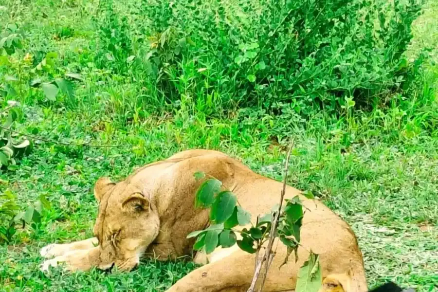 🕓From Victoria Falls: Full-Day Chobe Safari with River Cruise
