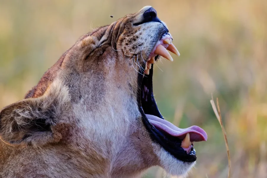 🕓From Windhoek: 6-Day Namibia Safari with Lodging& Meals