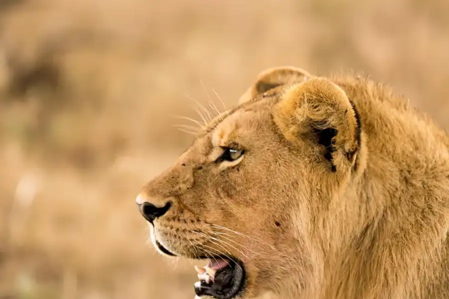 🕓From Zanzibar: Day Safari to Selous Game Reserve with flight