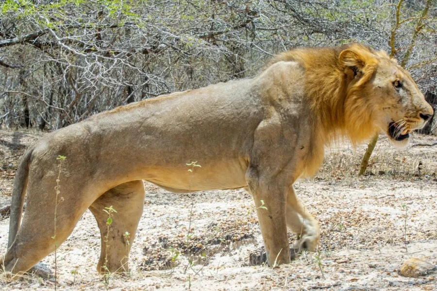 🕓From Zanzibar: Day Selous Game Reserve Safari with Lunch