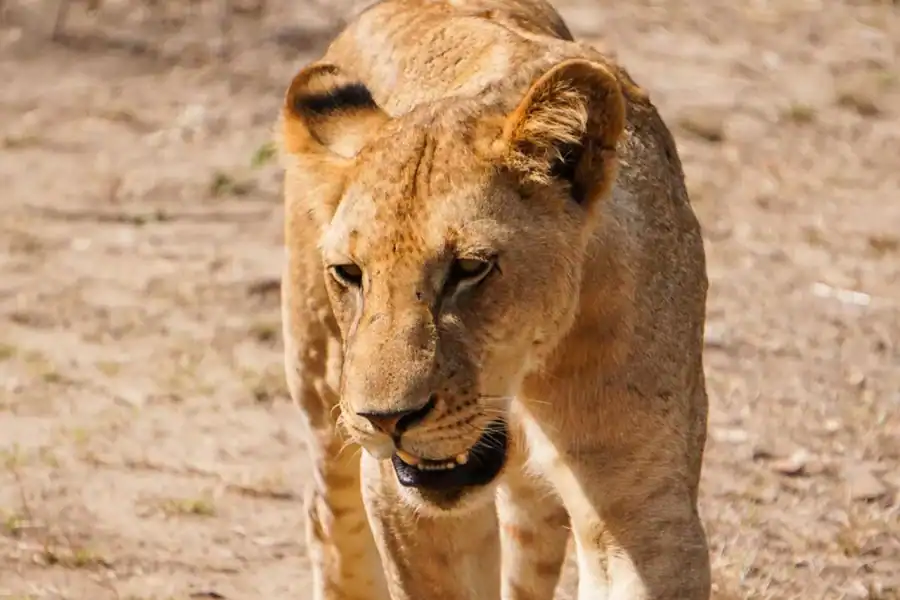 🕓From Zanzibar: Mikumi Safari Day Trip with Flights and Lunch