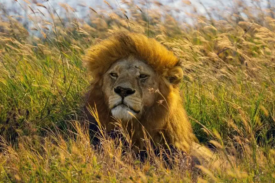 🕓From Zanzibar, Nyerere National Park 4-Day Safari& Fishing