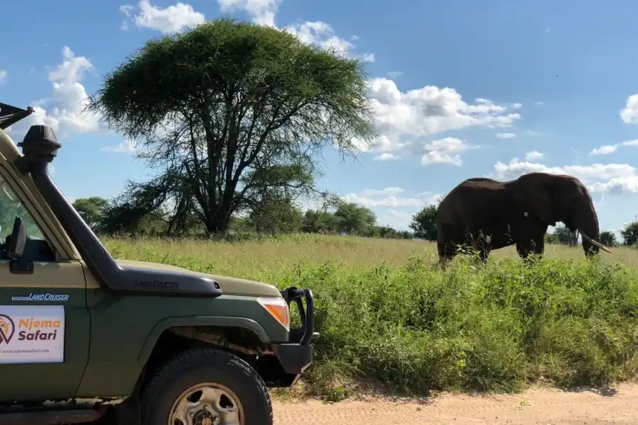 🕓From Zanzibar: Nyerere National Park Game Drive with Lunch