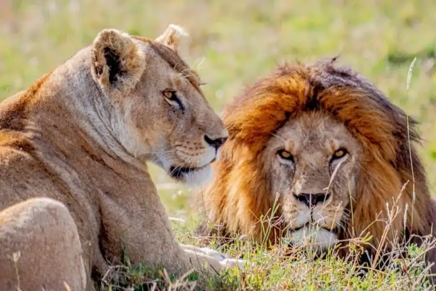 🕓From Zanzibar: Selous Game Reserve Full-Day Safari