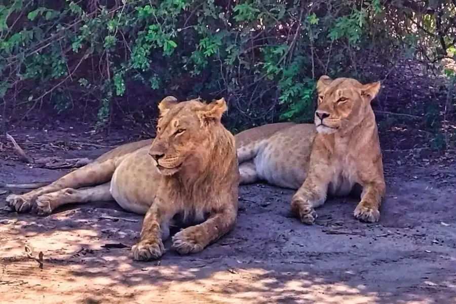 🕓From Zimbabwe: Chobe Safari and Quadripoint Day trip