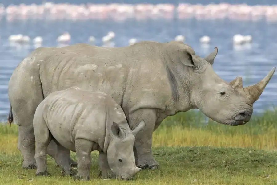 🕓Full Day Hluhluwe Imfolozi Game Reserve Tour from Durban