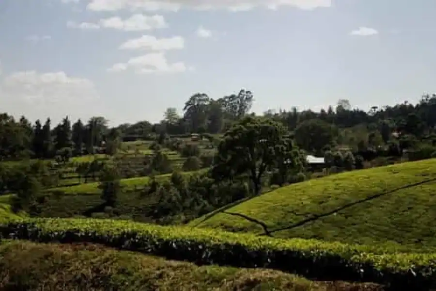 🚸Full Day Kiambethu Tea Farm Tour