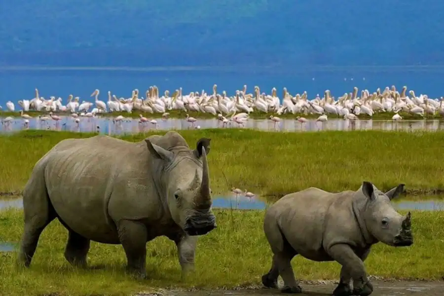 🕓Full-Day Lake Nakuru National Park Tour With 4*4 Vehicle