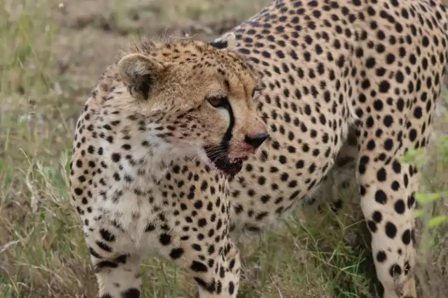🕓Full-Day Tarangire Safari Adventure